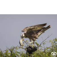 گونه شاهین بلوچی Laggar Falcon